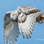 Snowy Owl by Linwood Riggs