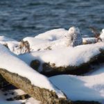 Snowy Owl, Kettle Cove, Cape Elizabeth, by Bill Bunn