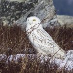 Snowy Owl at Clary Hill