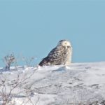 Snowy Owl at Nubble Light. Photo by Diane Losier
