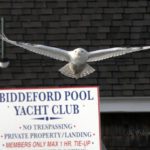 Snowy Owl at Biddeford Pool