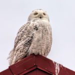 Snowy Owl by Tim Rooney