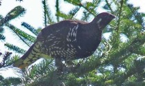 Spruce Grouse by Allison Wells