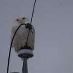 snowy owl Nancy Schwarzel BP 1-11-15