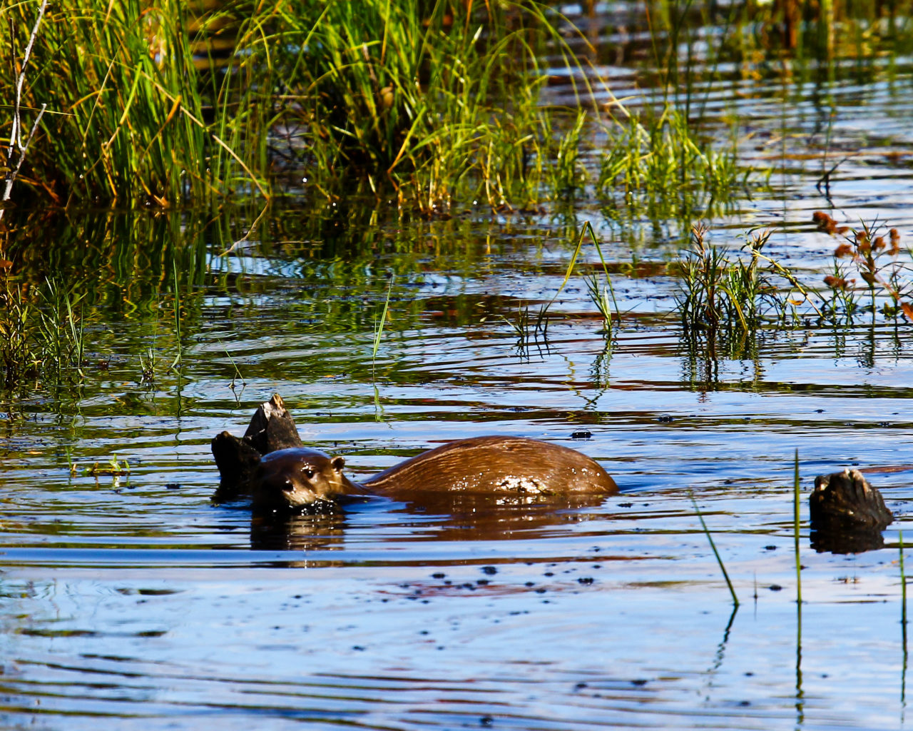 River Otter photo by David Small