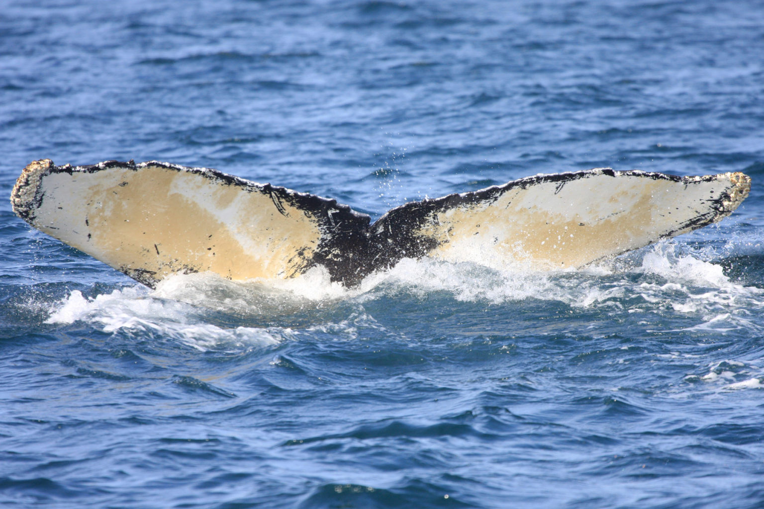 Humpback whale tail. Photo by Jeremy Winn