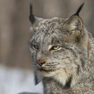 Canada Lynx