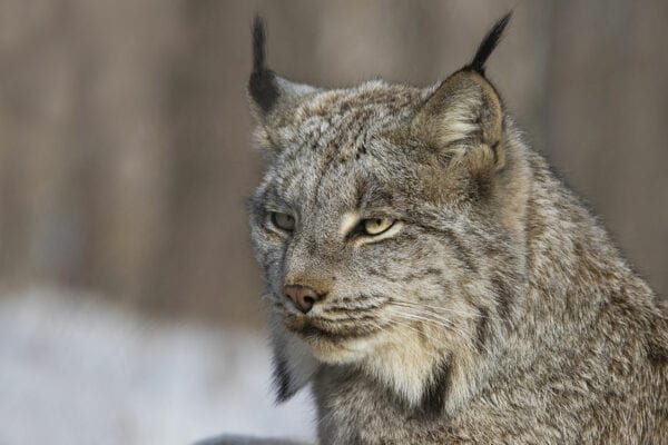 Canada Lynx