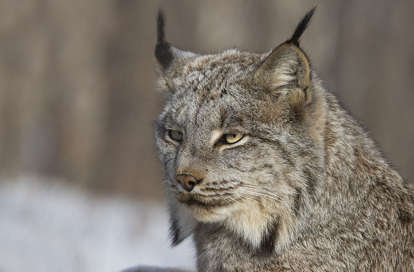 Creature Feature: Canada Lynx | Natural Resources Council of Maine
