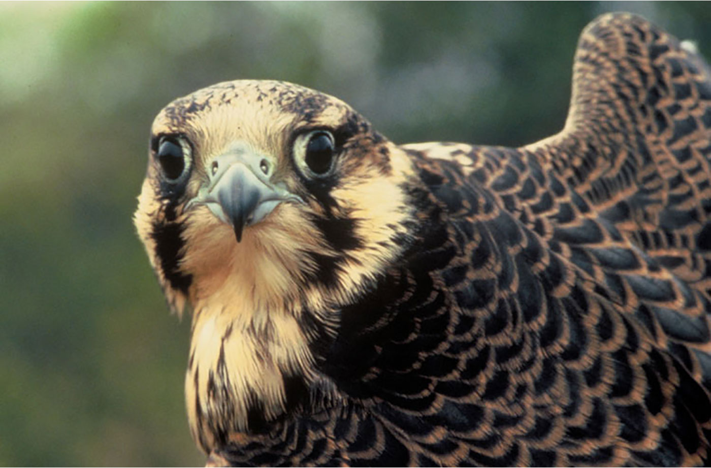 Peregrine Falcon