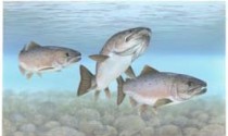 Atlantic salmon