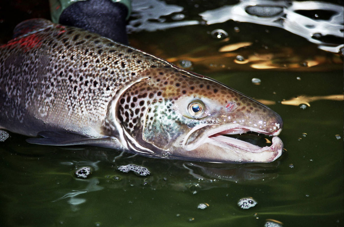 Atlantic salmon