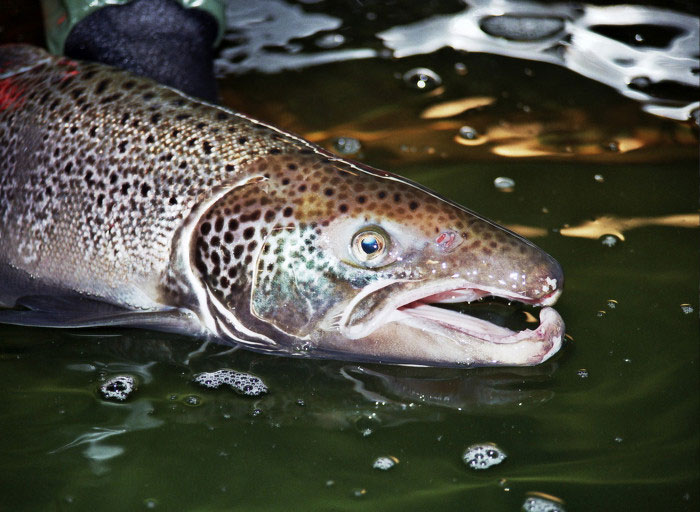 Atlantic salmon