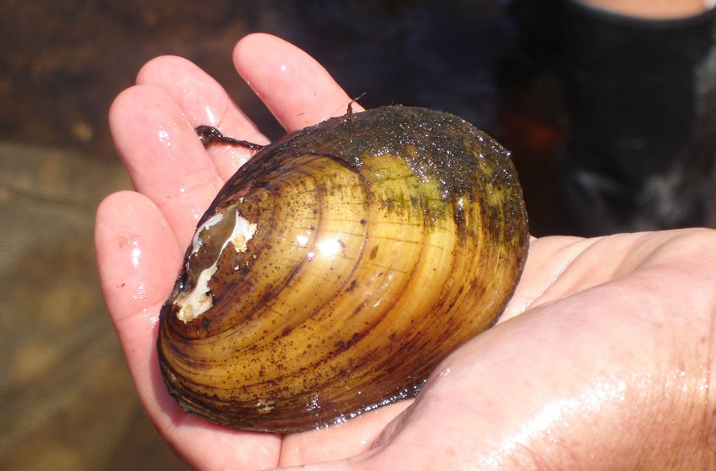 Lampsilis mussels mimicking minnows 