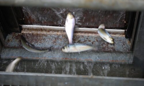 Kennebec alewives