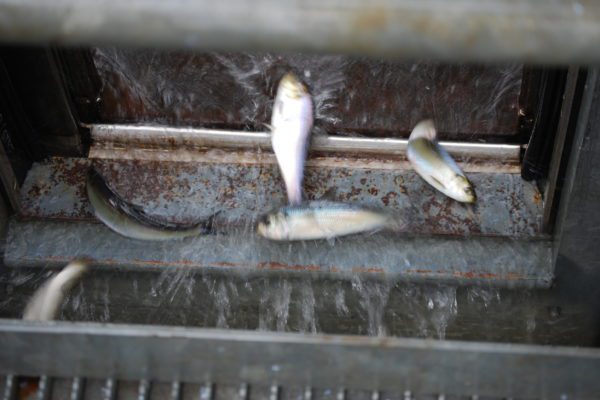 Kennebec alewives