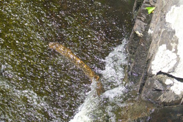 Sea Lamprey