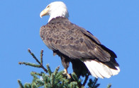Ba;d Eagle