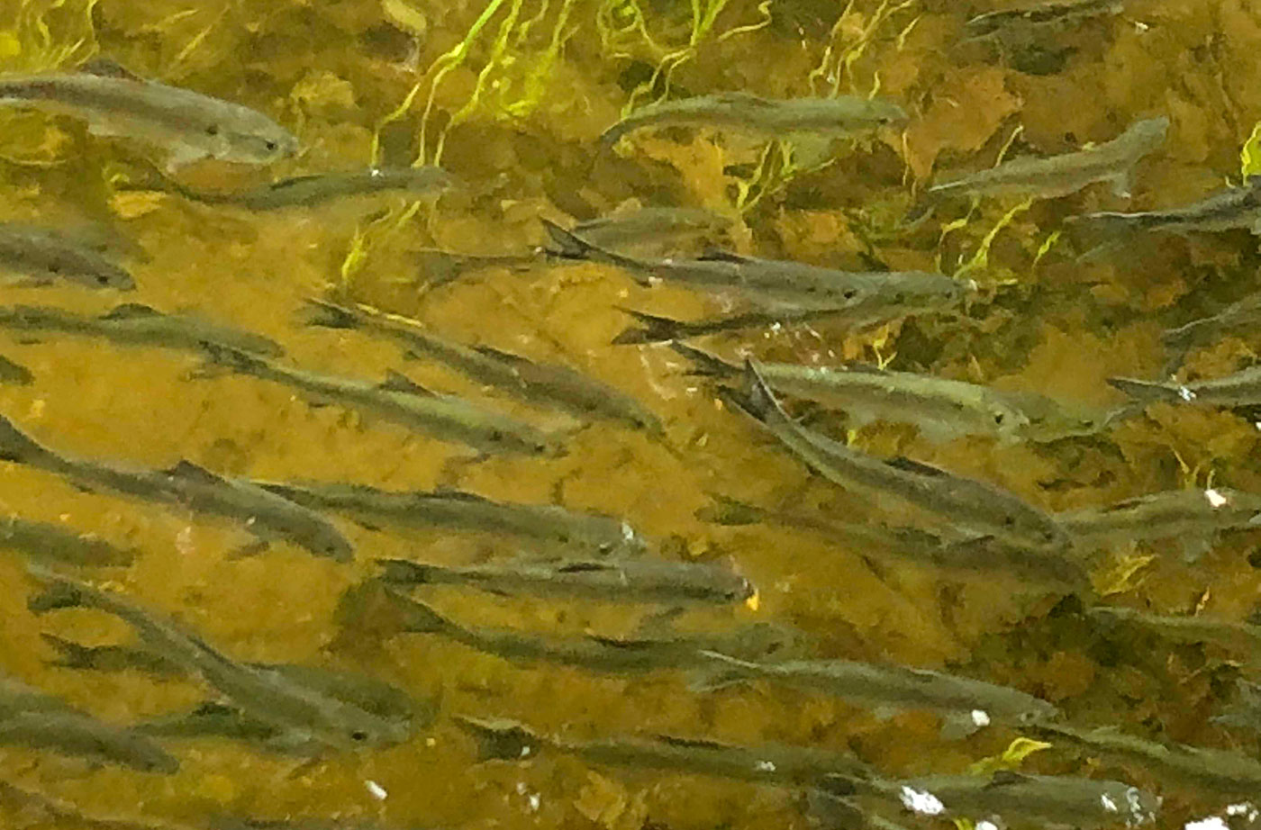 alewives