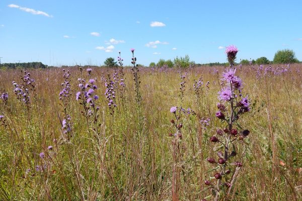 Northern blazing star in bloom on Kennebunk Plains