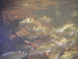 alewives