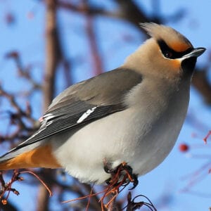 Bohemian Waxwing