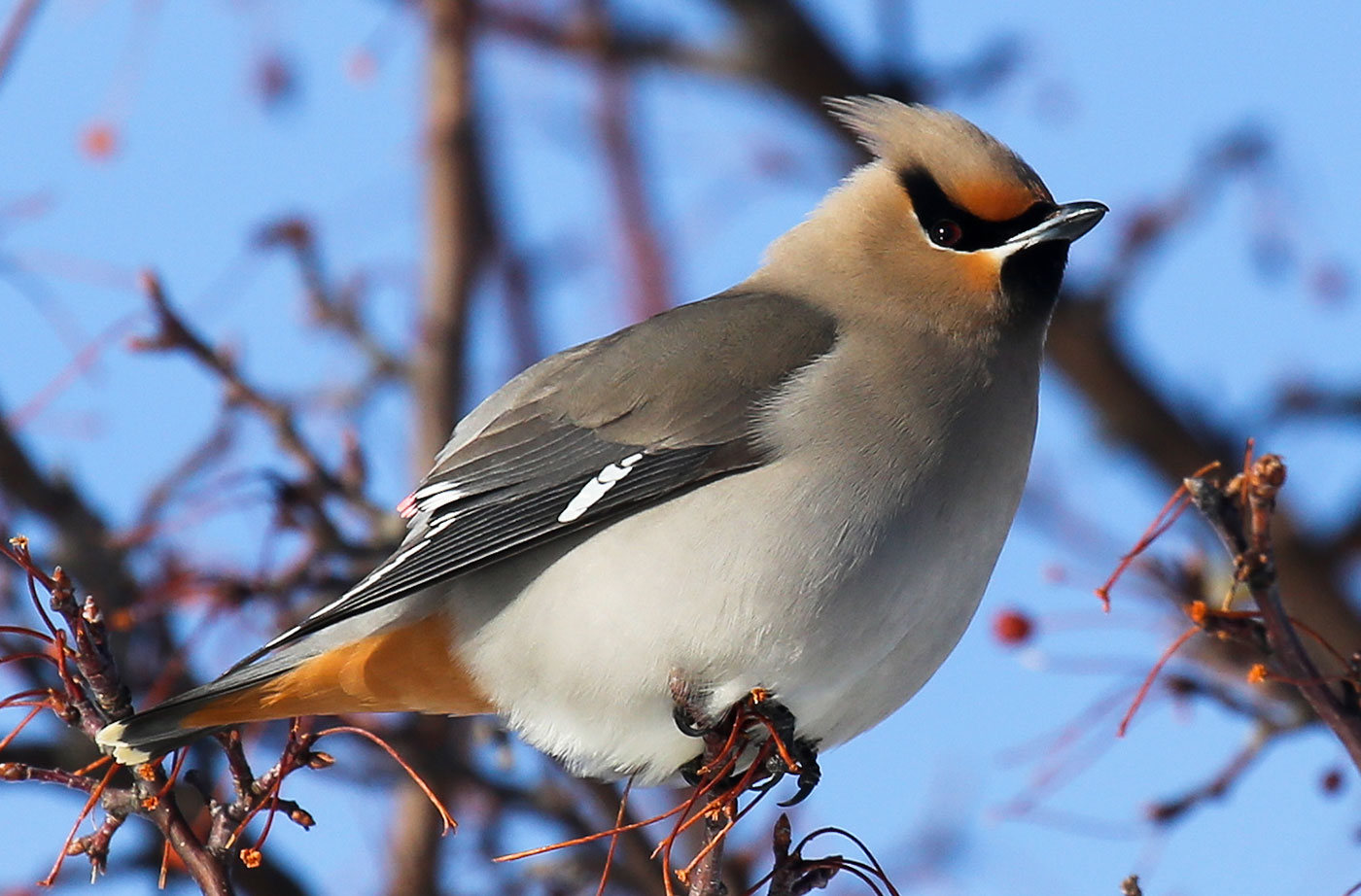 Bohemian Waxwing