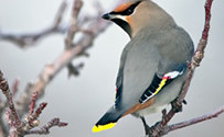 Bohemian Waxwing