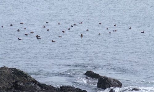 common eiders off the coast of maine