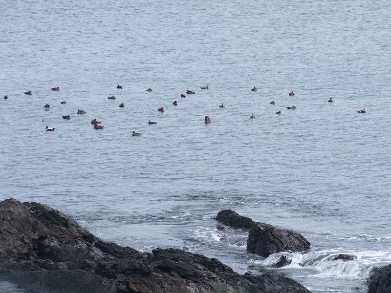 common eiders off the coast of maine