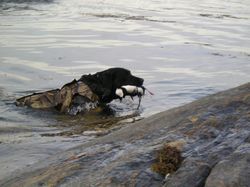 dog swimming