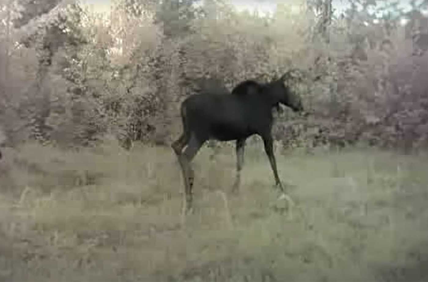 moose as seen on wildlife motion camera