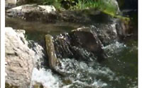 Sea Lamprey Video