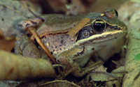 Wood Frog