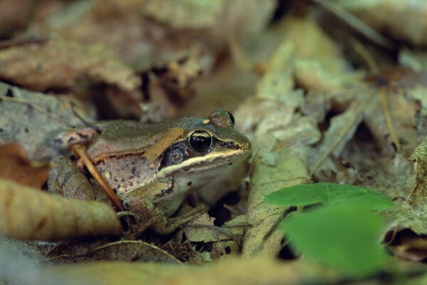 Wood frog