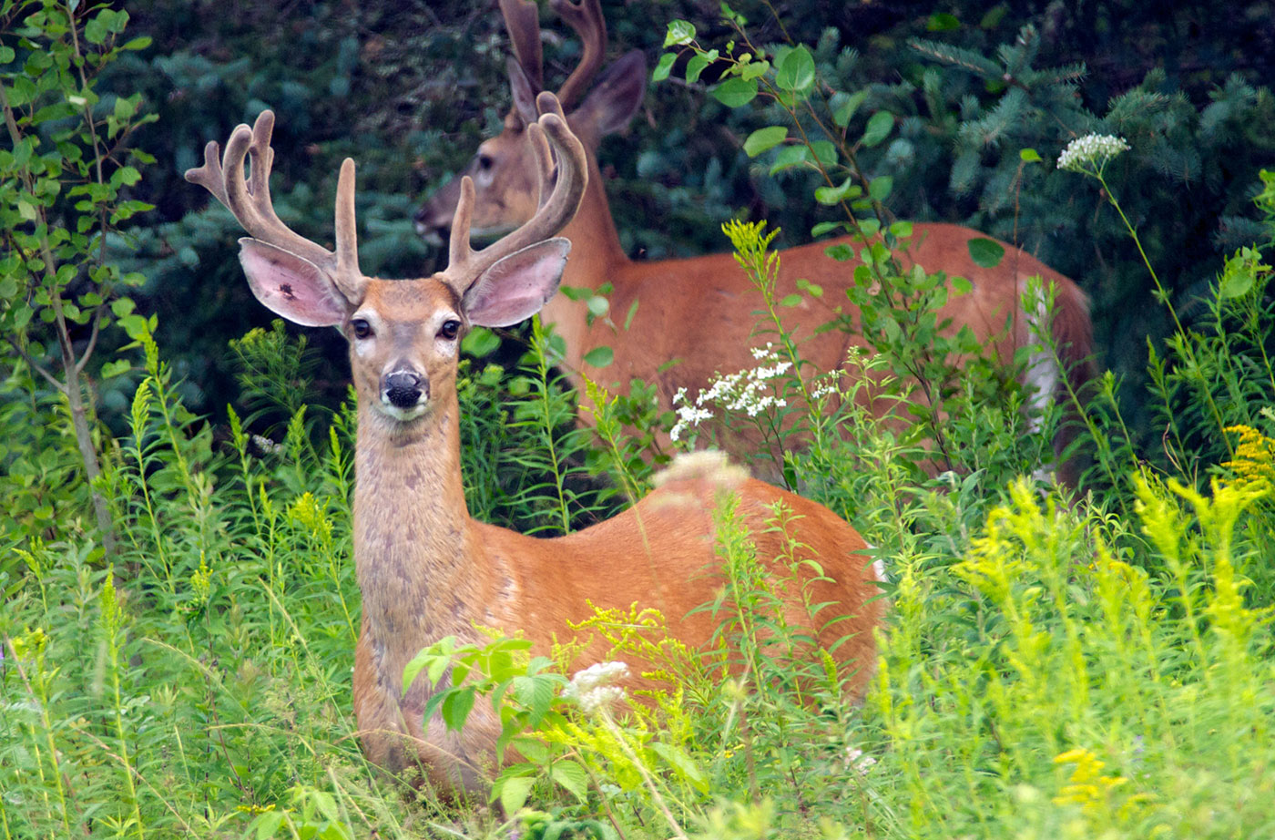 White-tailed deer