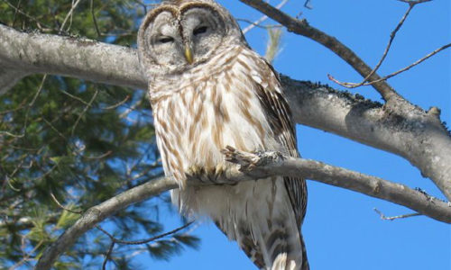 Barred Owl