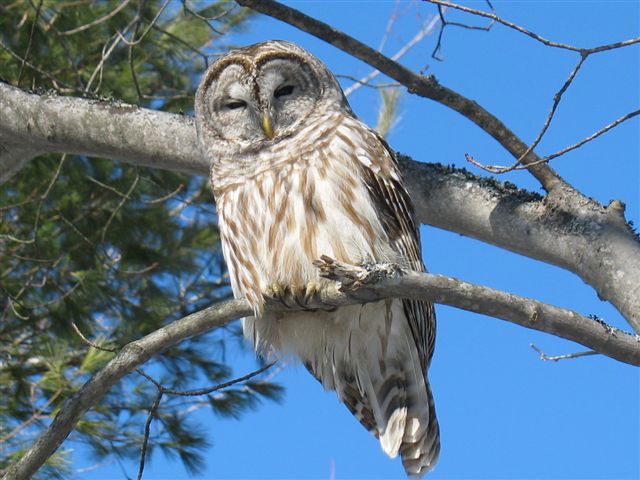 Barred Owl