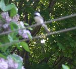 One of the chickadee parents (shown here, sorry it's out of focus) did not like what they saw down there on the ground and complained loudly about it!