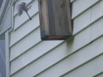 The chickadees came and went from the birdhouse without concern.