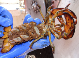 Female lobster loaded with eggs