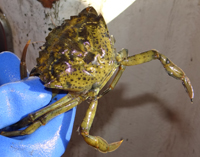 Green crab that we caught in one of the traps.