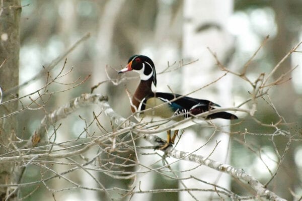 Wood Duck