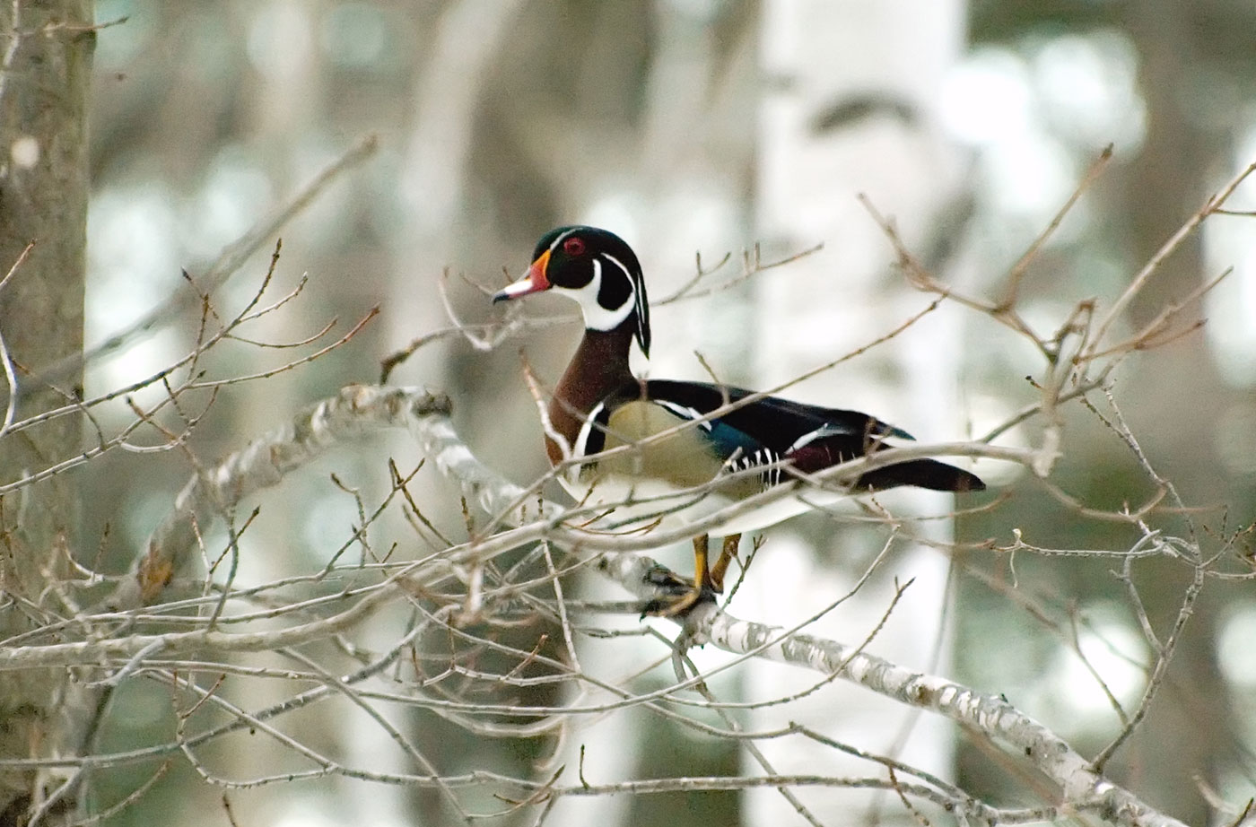 Wood Duck