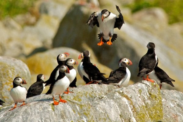 Atlantic puffins pic by Gerard Monteux