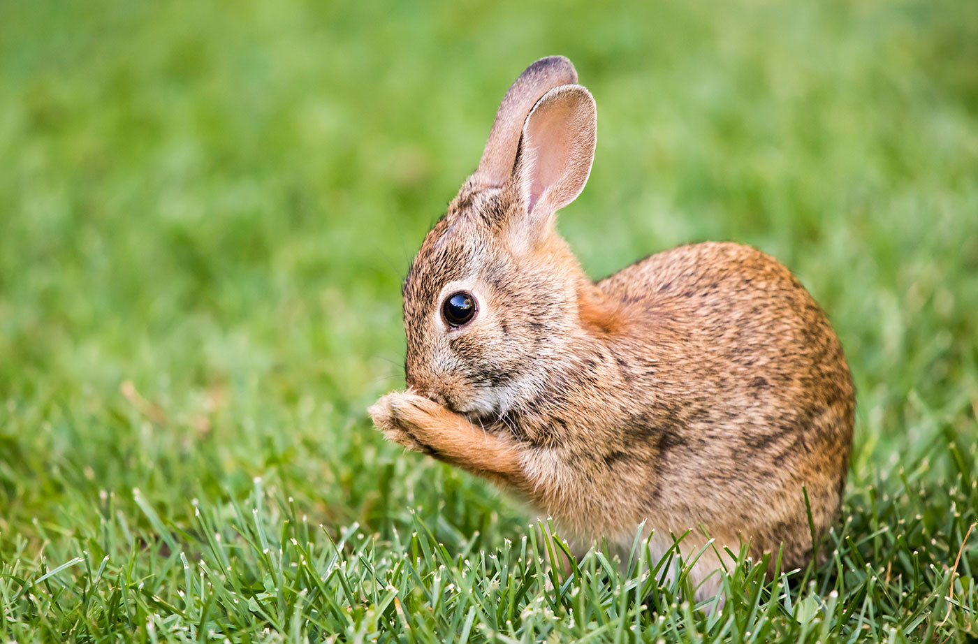 New England Cottontail