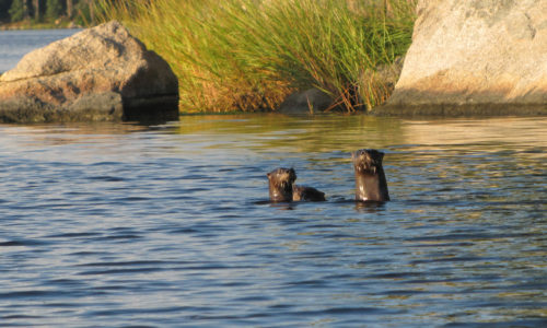 river otters Bagaduce River