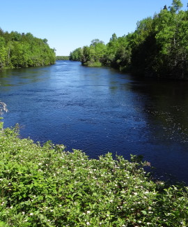 St Croix alewives maine