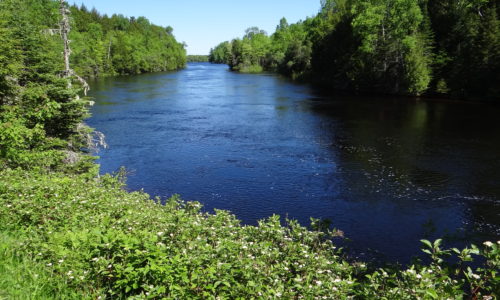 St Croix alewives maine