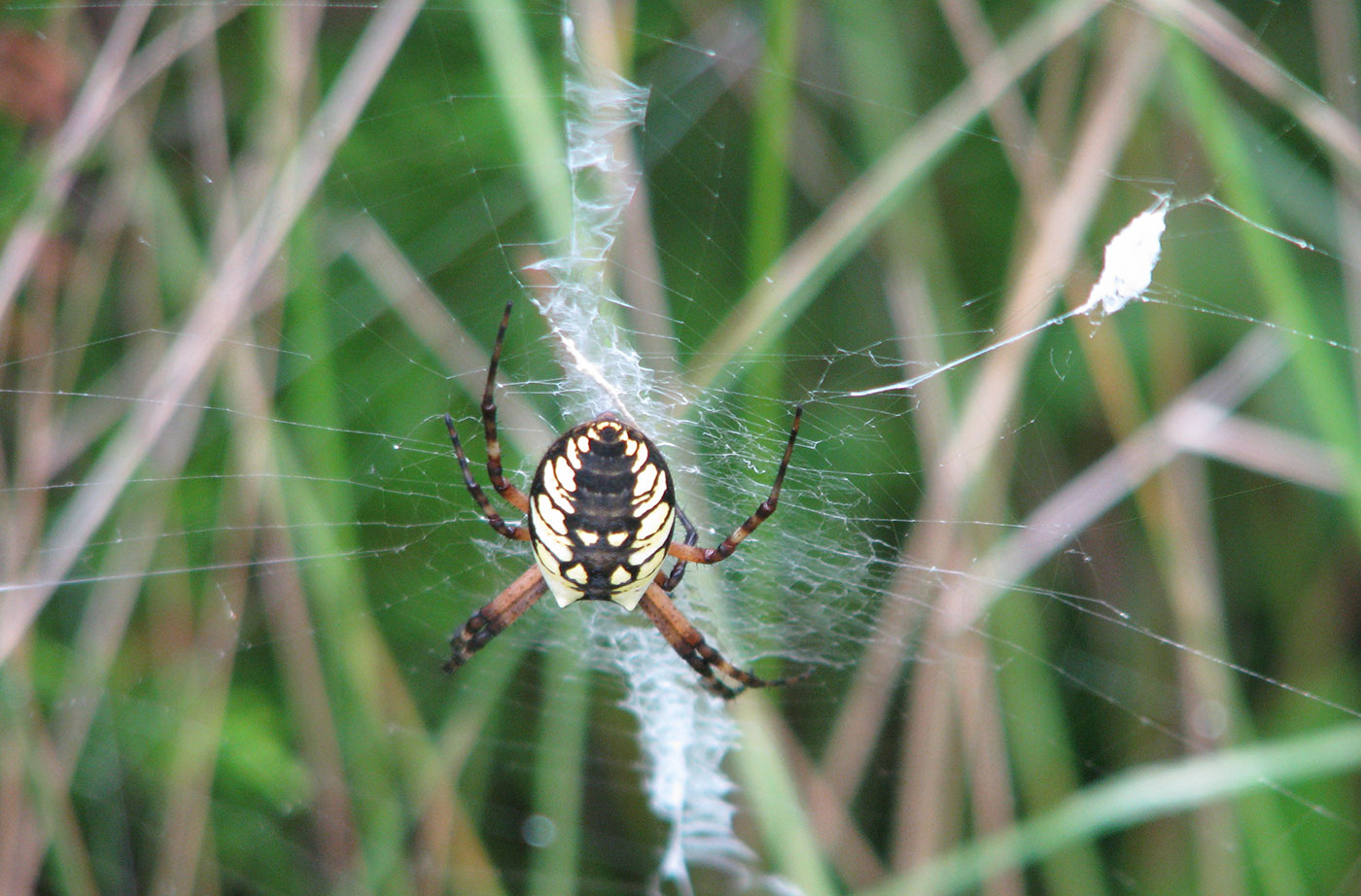 Black and yellow garden spider